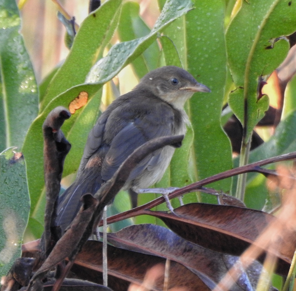 Broad-tailed Grassbird