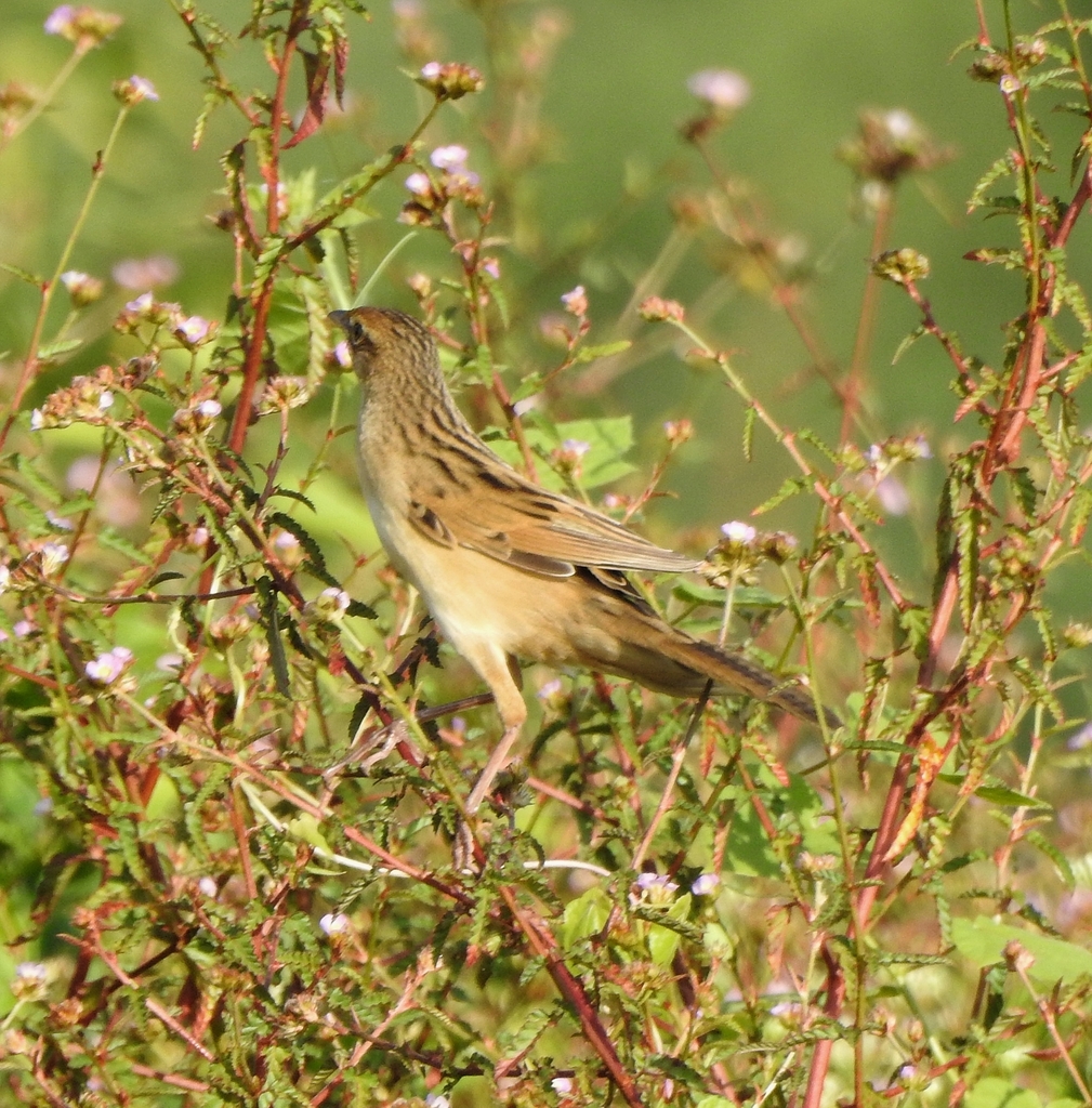Bristled Grassbird
