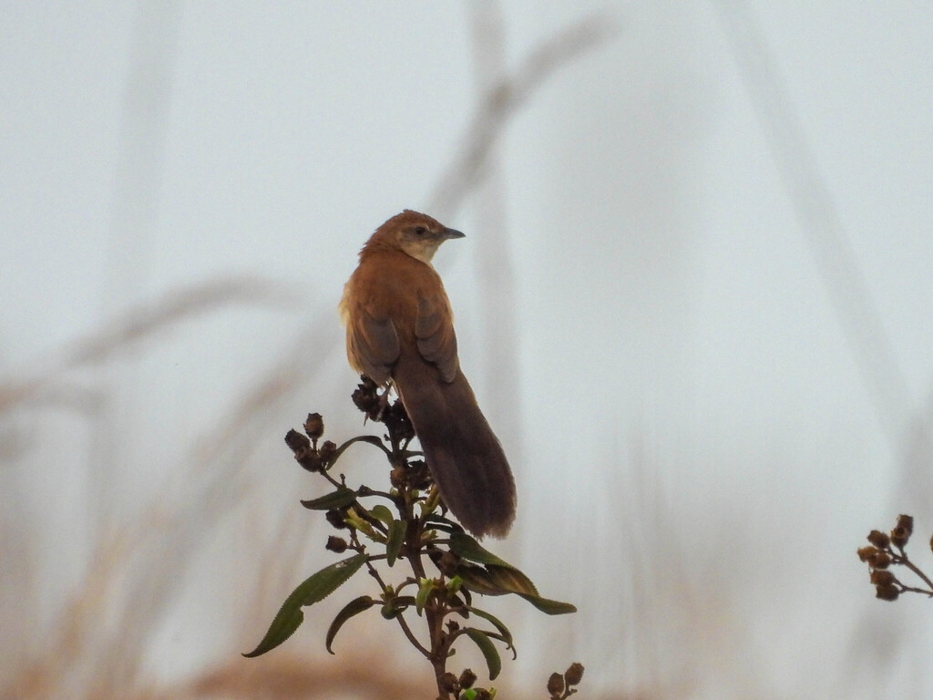 Fan-tailed Grassbird