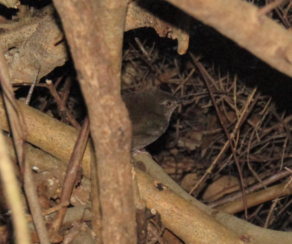Knysna Warbler