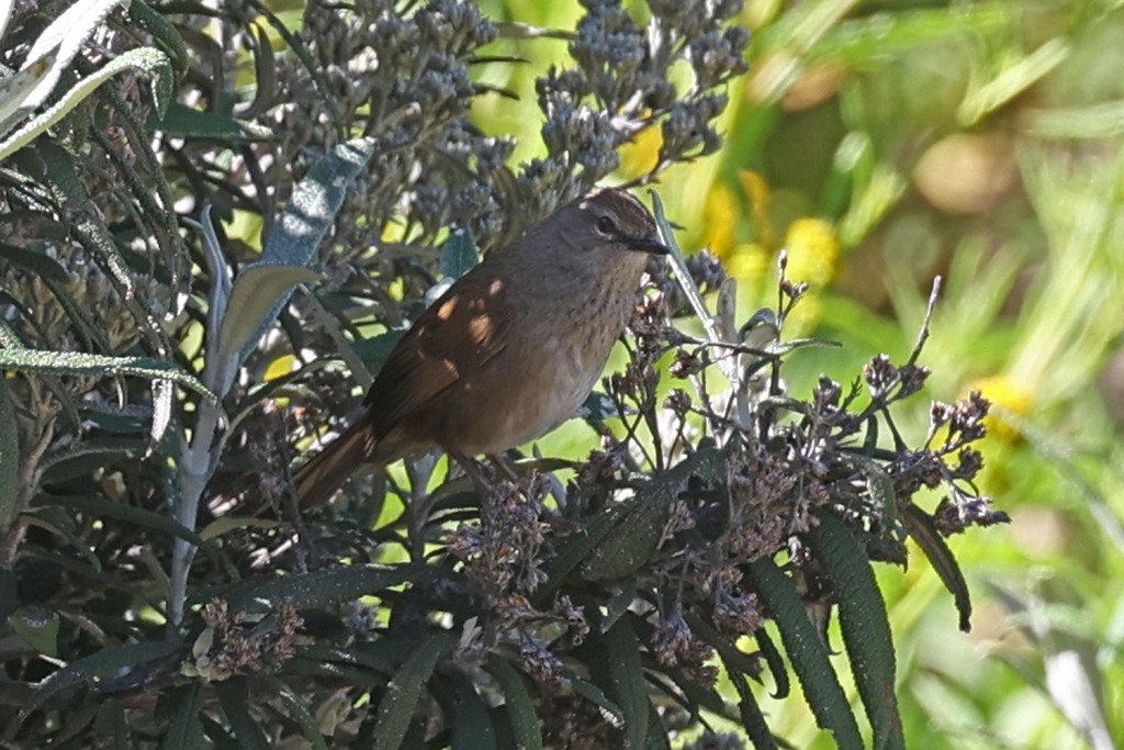 Barratt’s Warbler