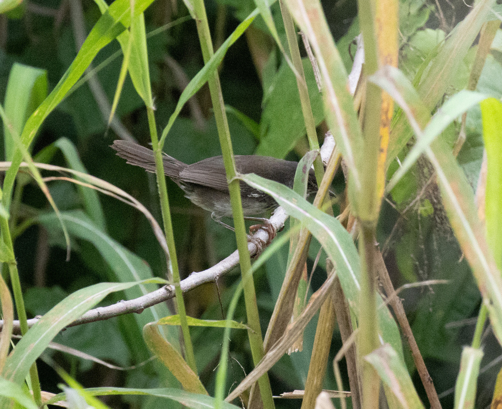 White-winged Swamp Warbler