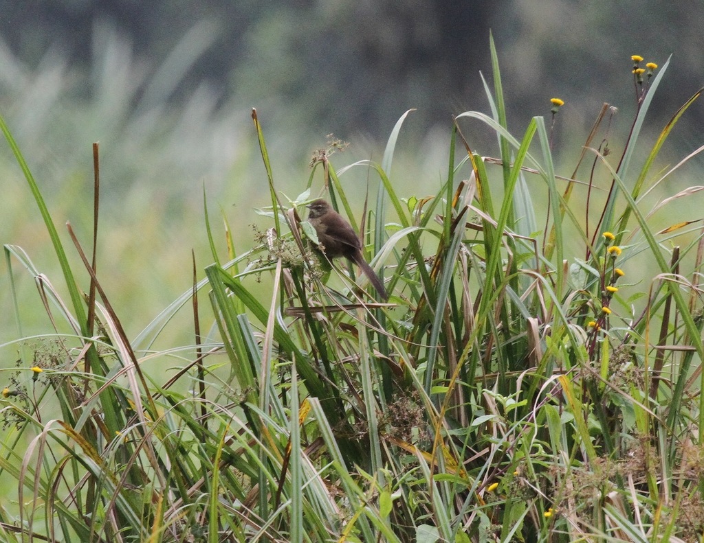 Grauer’s Swamp Warbler