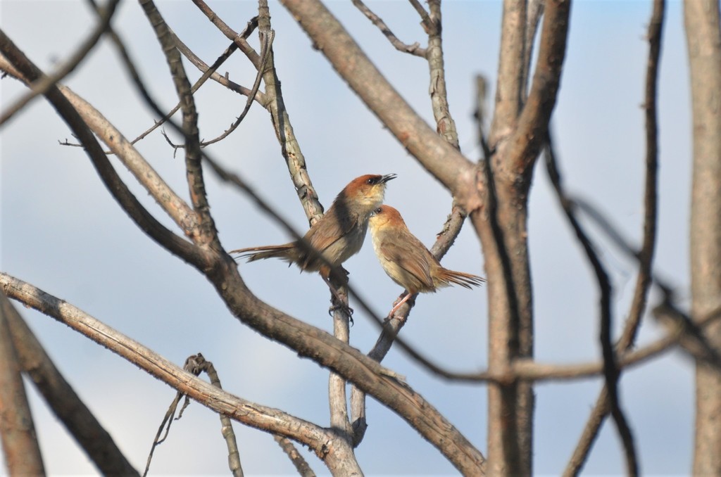 Black-lored Cisticola