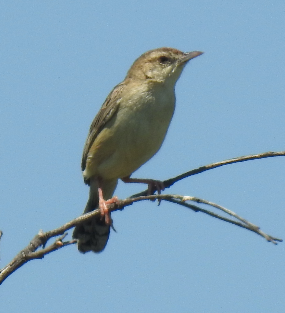 Tinkling Cisticola