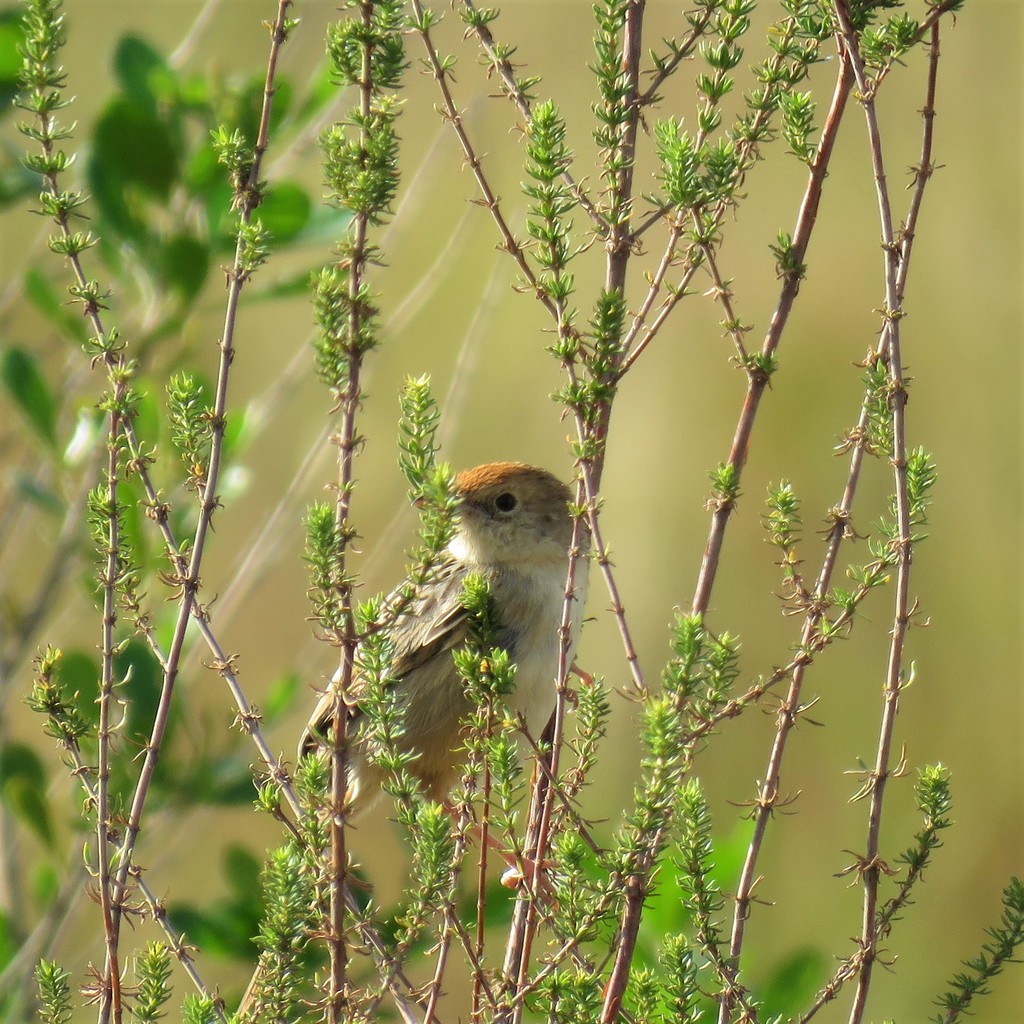 Wailing Cisticola