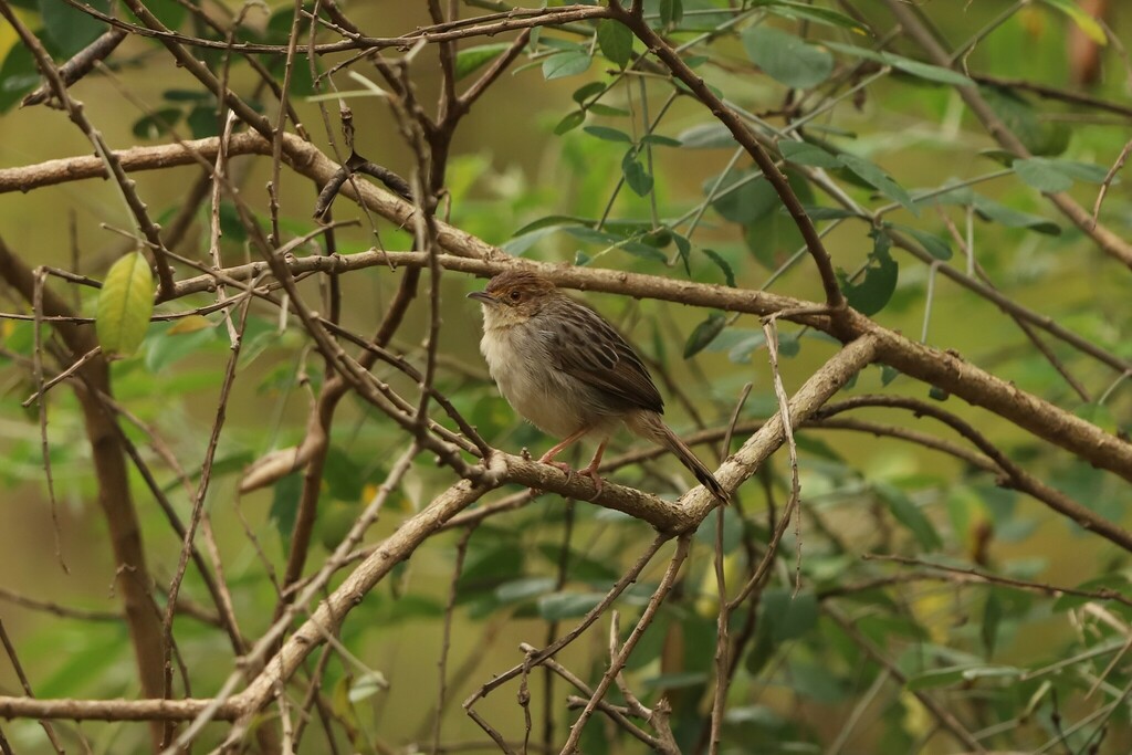 Lynes’s Cisticola
