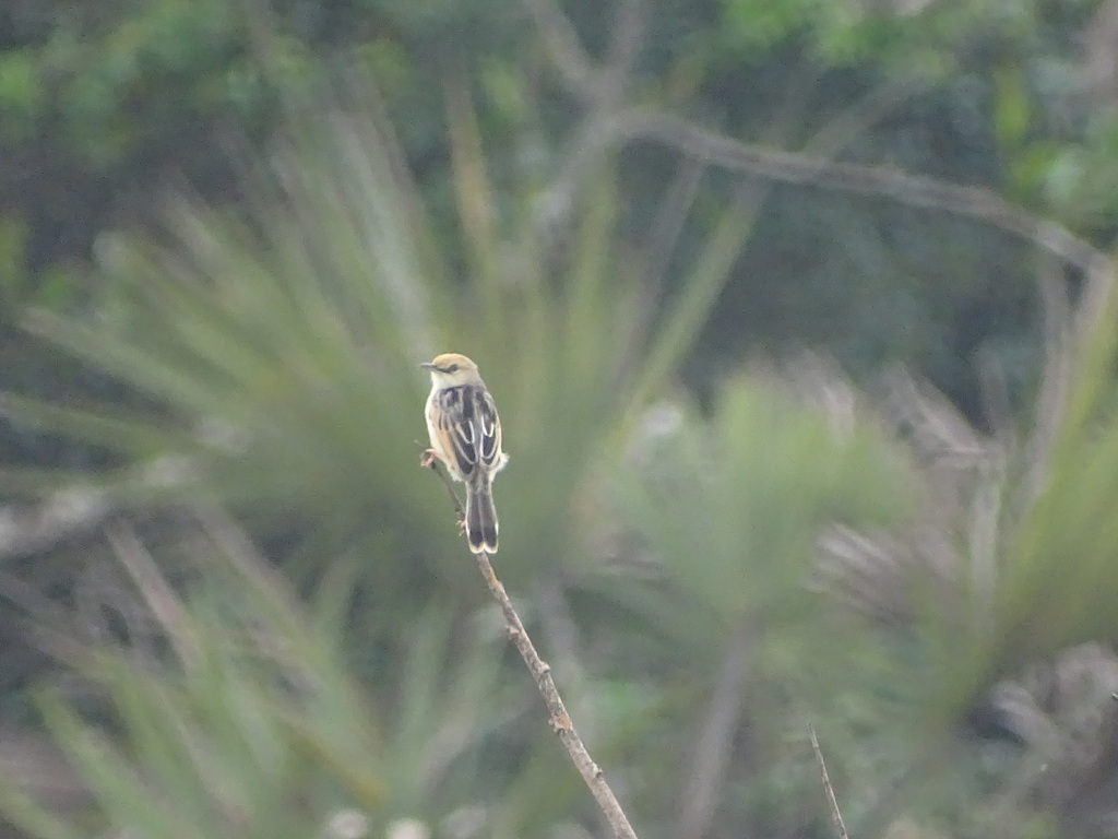 Rufous-winged Cisticola