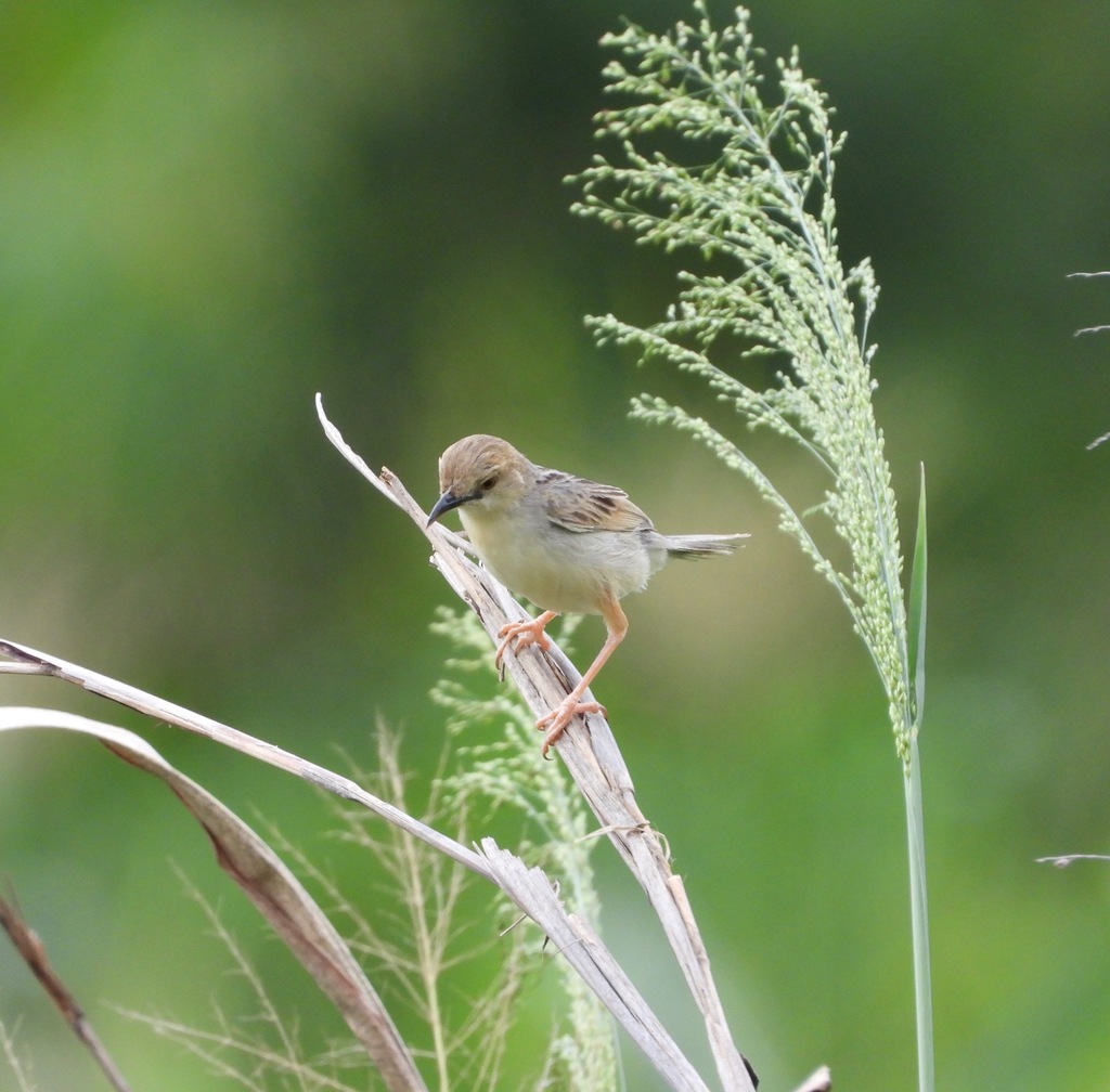 Coastal Cisticola