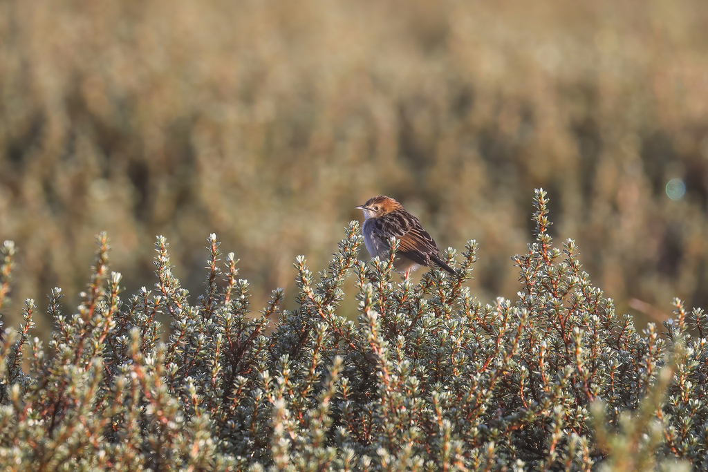 Aberdare Cisticola