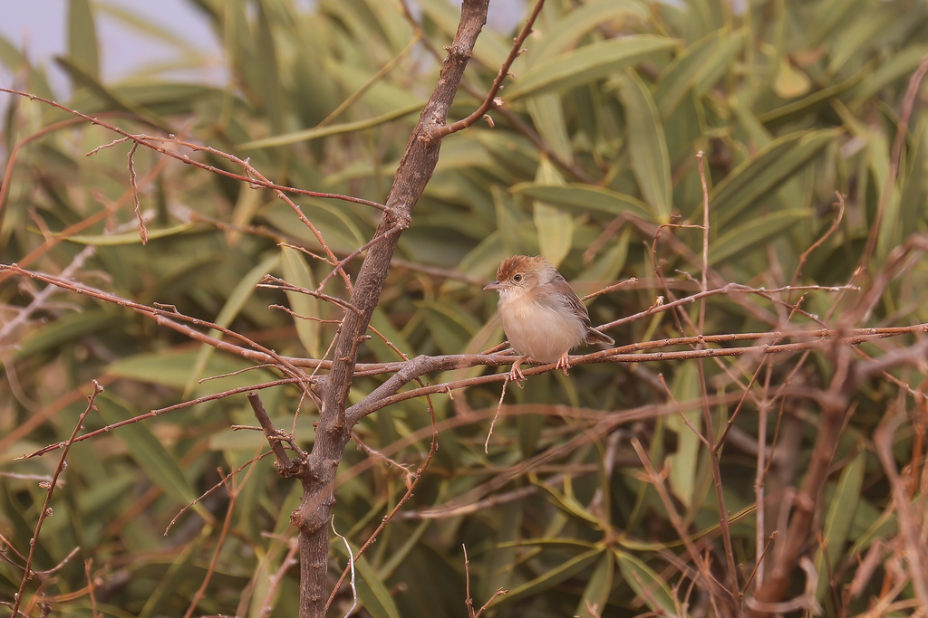 Tiny Cisticola