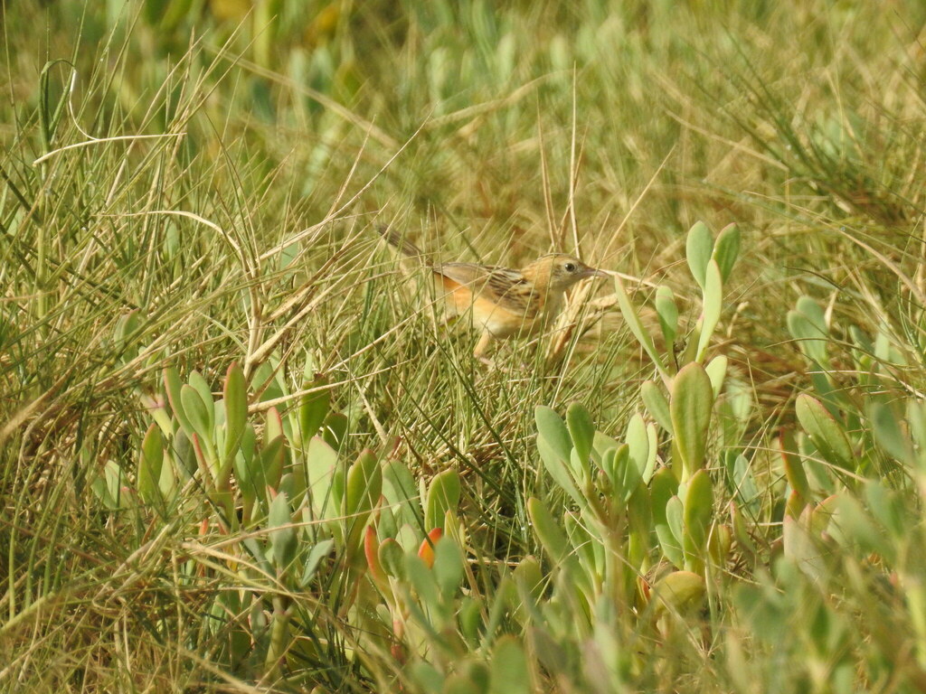 Black-backed Cisticola