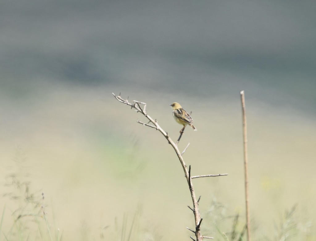 Pale-crowned Cisticola
