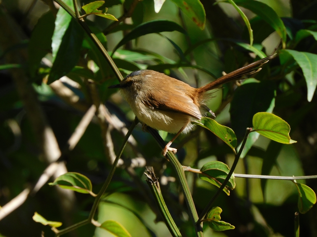 Grey-crowned Prinia