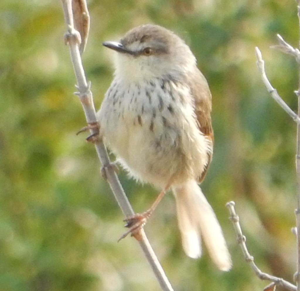 Drakensberg Prinia