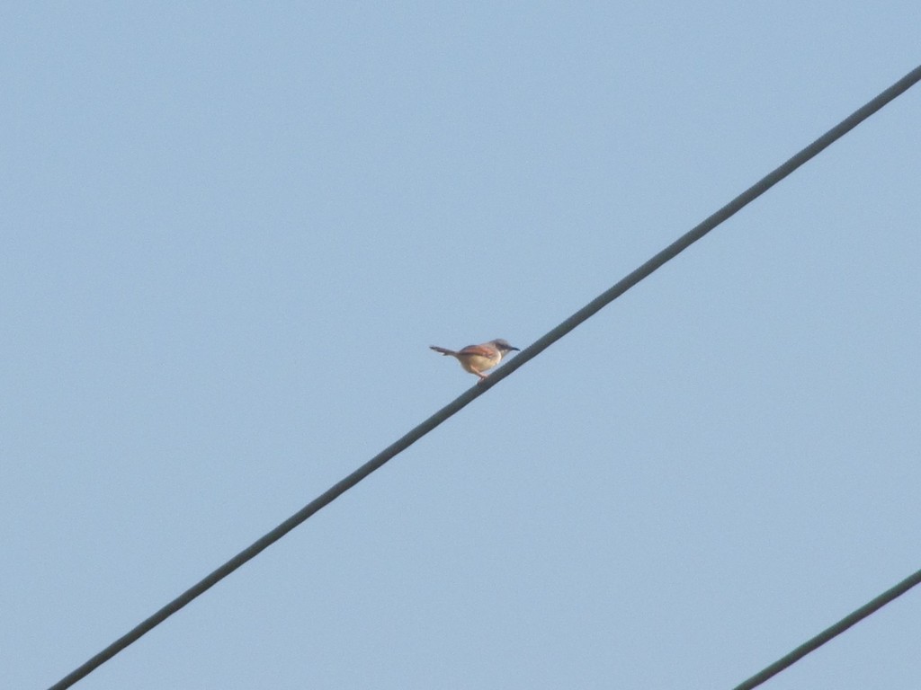 Red-winged Prinia