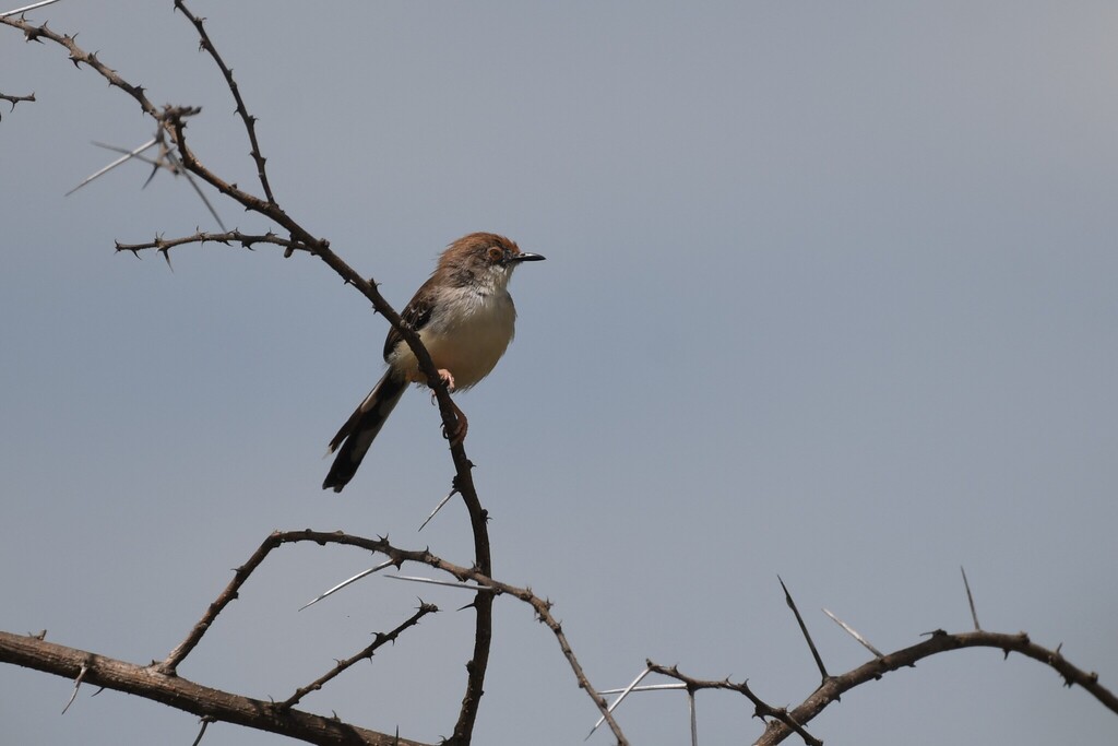 Red-fronted Prinia
