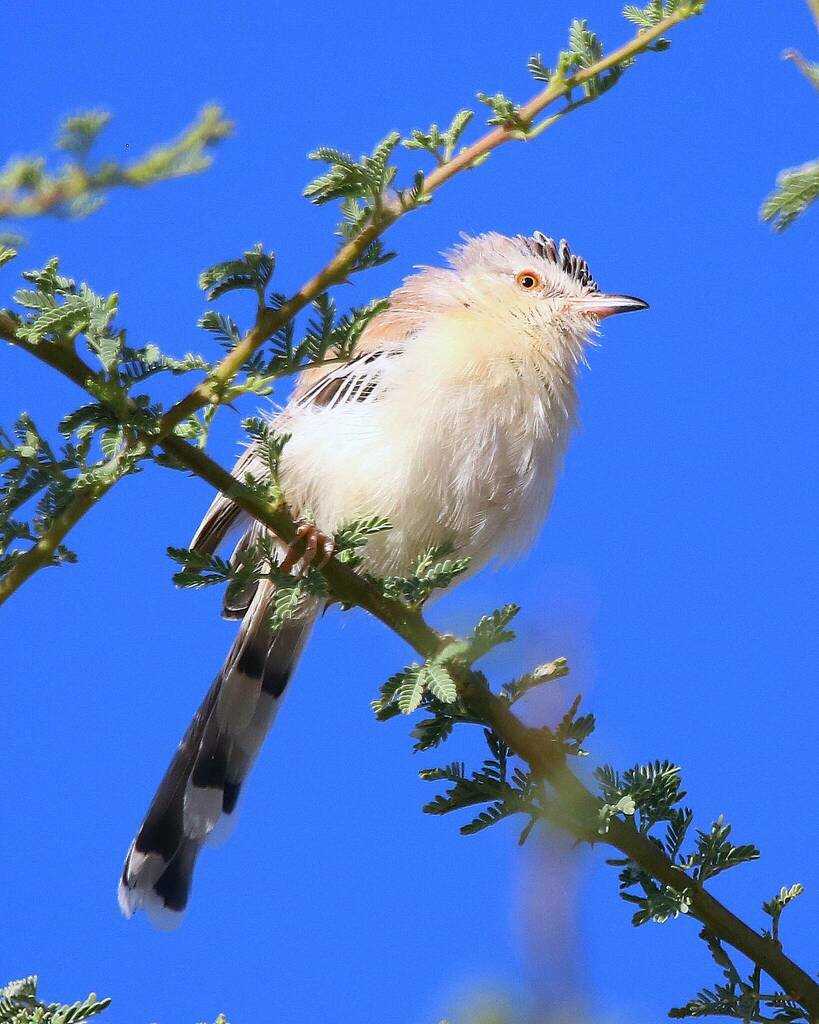 Cricket Warbler