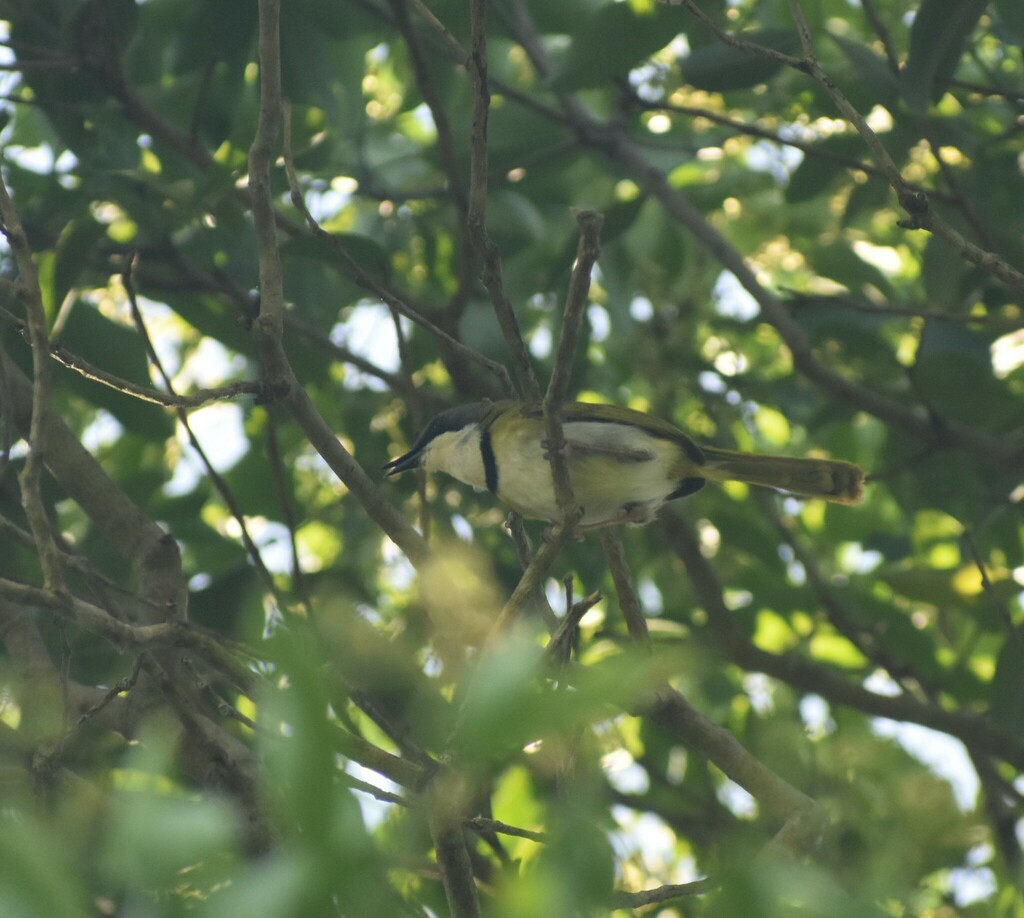 Rudd’s Apalis