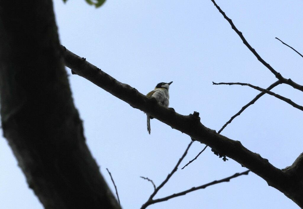 Black-capped Apalis