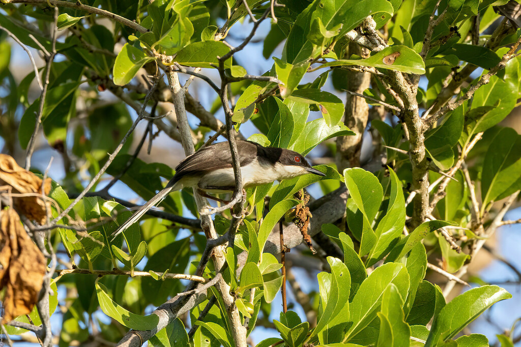 Black-headed Apalis
