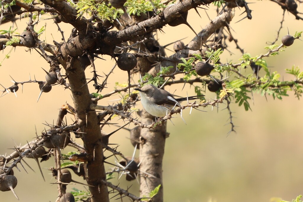 Karamoja Apalis