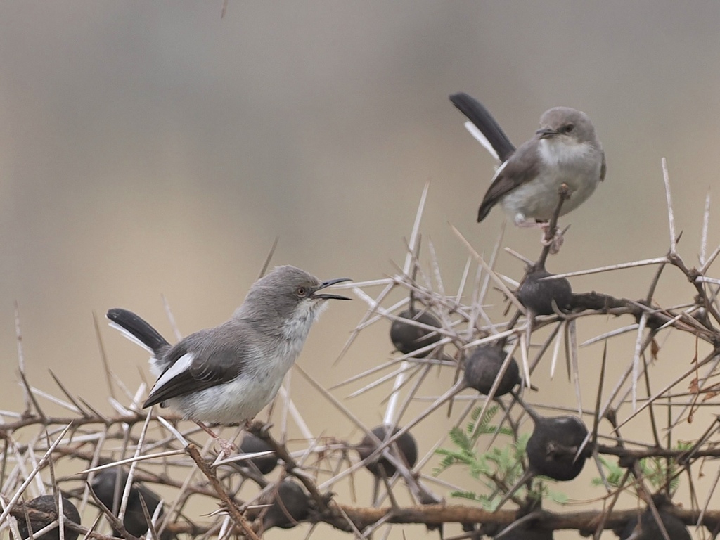 Maasai Apalis