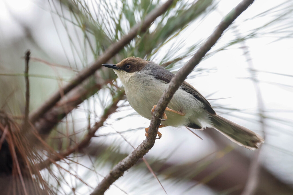 Brown-headed Apalis