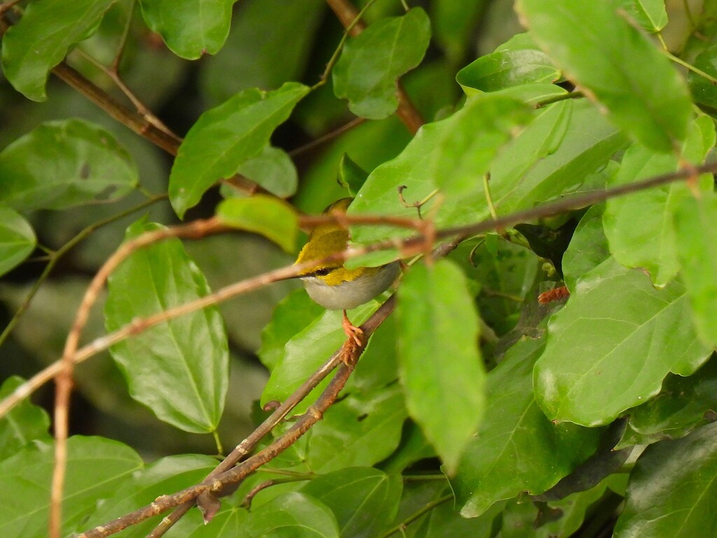 Yellow-browed Camaroptera