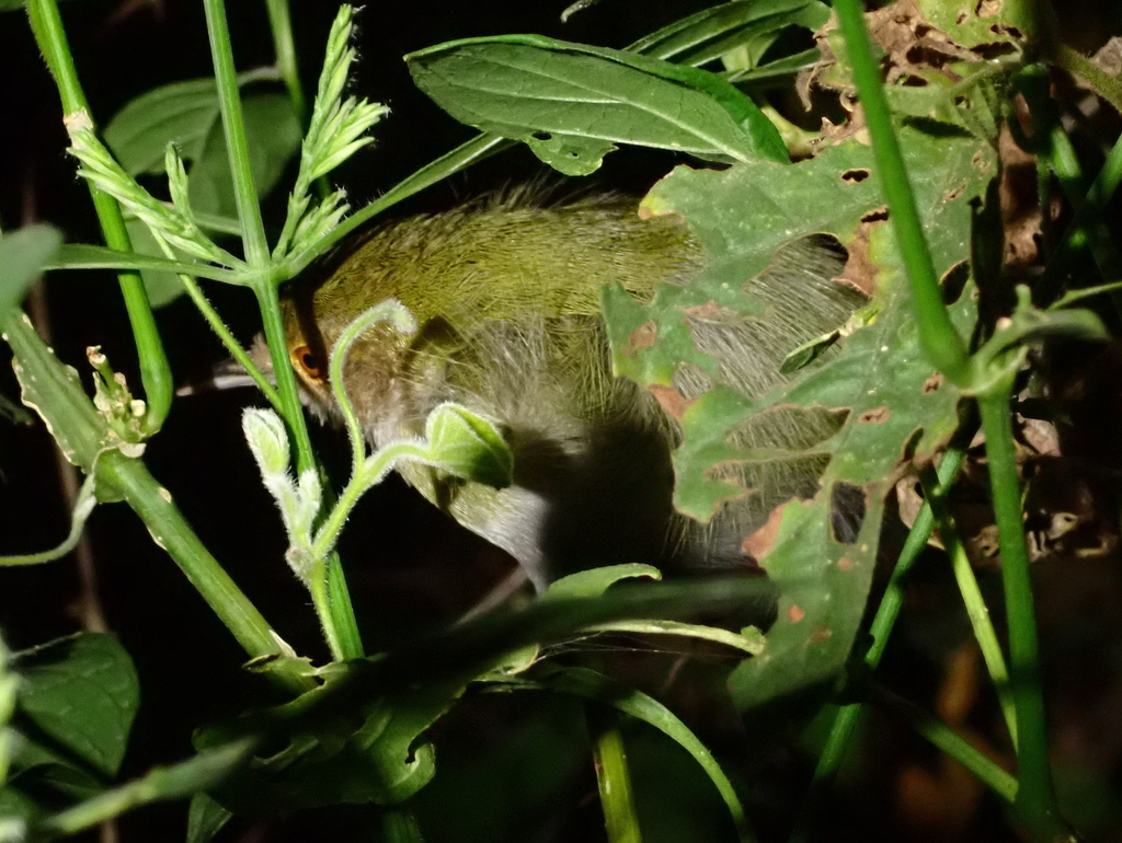 Olive-green Camaroptera