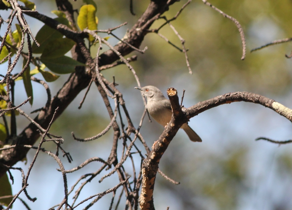 Miombo Wren-Warbler