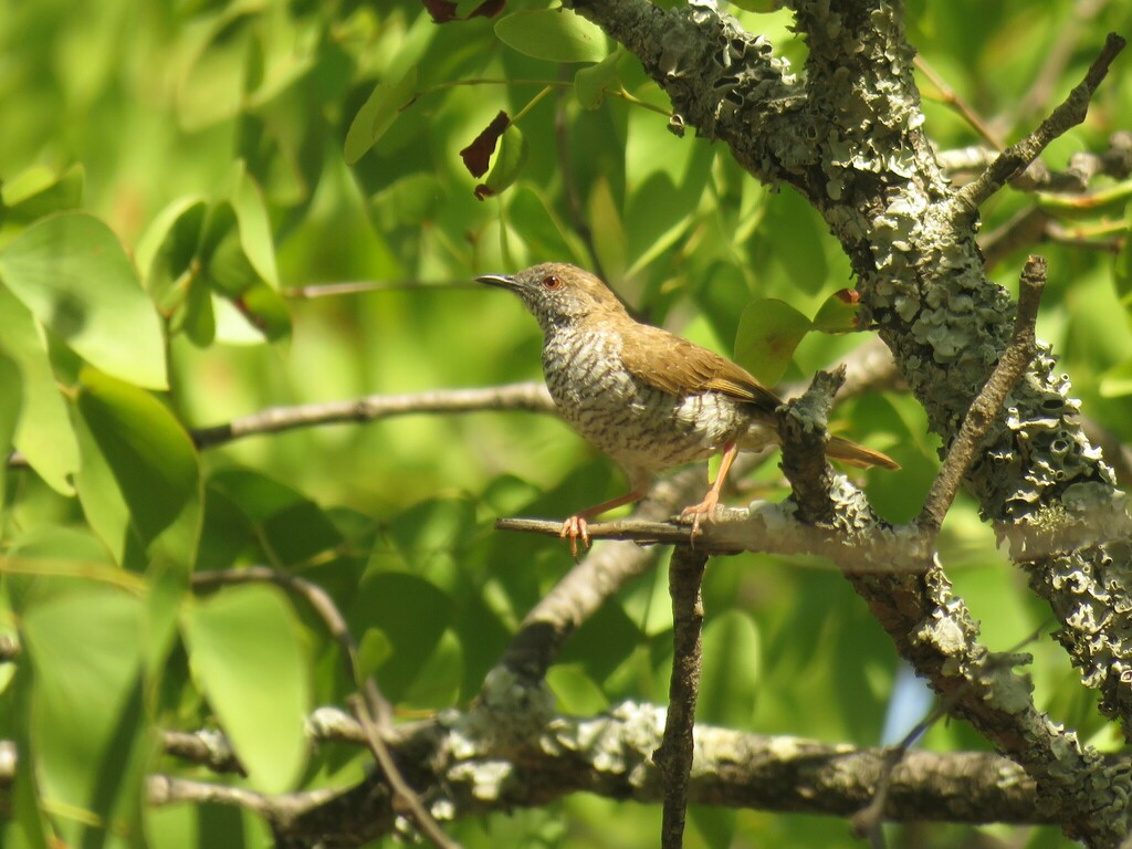 Stierling’s Wren-Warbler