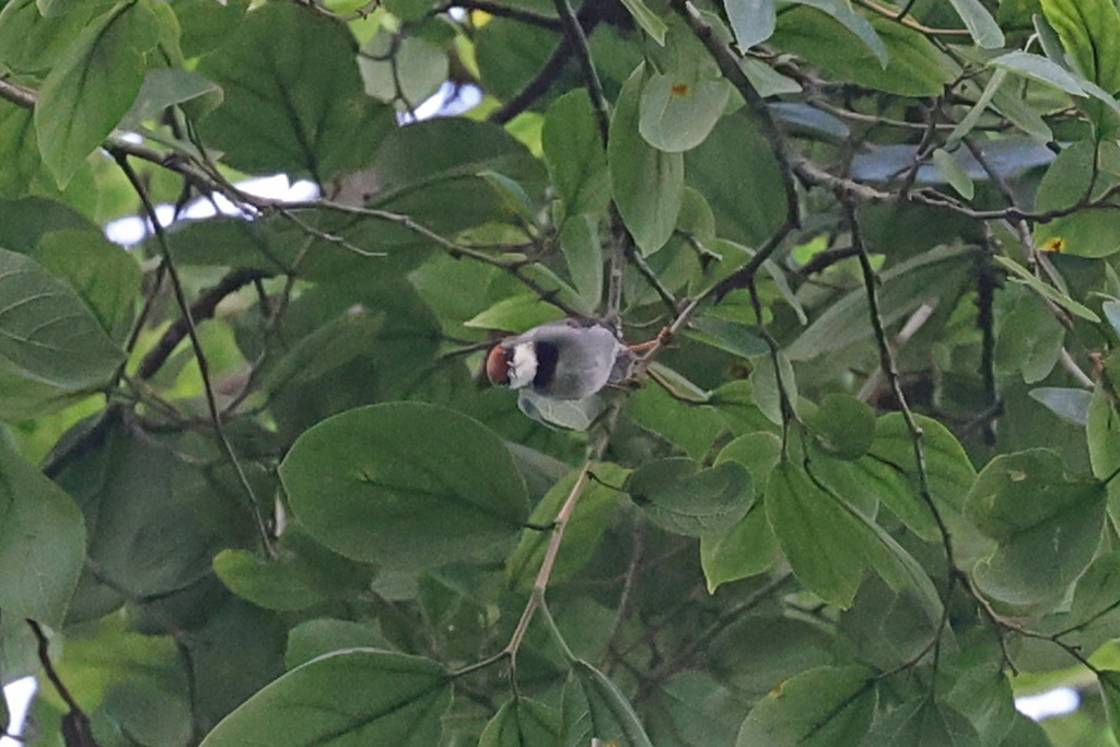 Rufous-crowned Eremomela