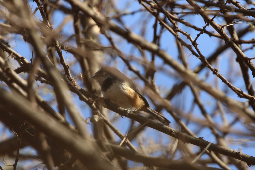 Banded Parisoma