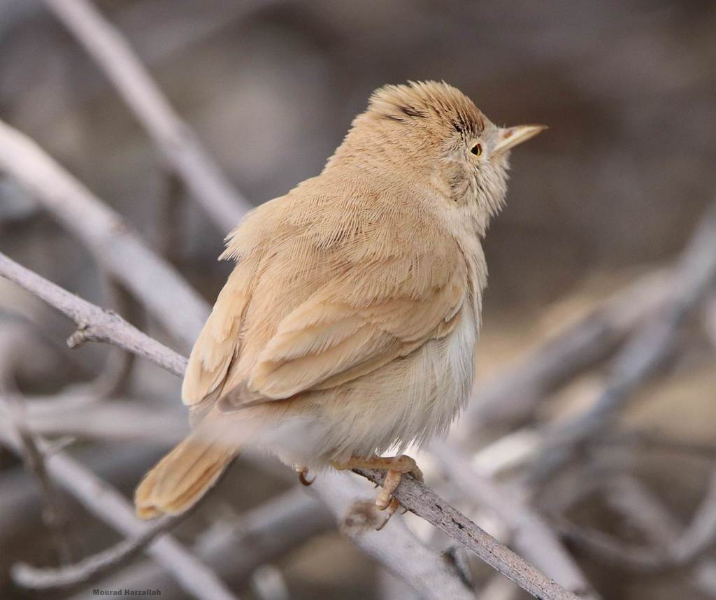 African Desert Warbler