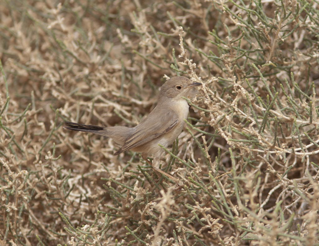 Menetries’s Warbler