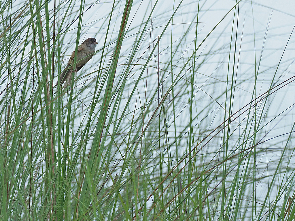 Jerdon’s Babbler