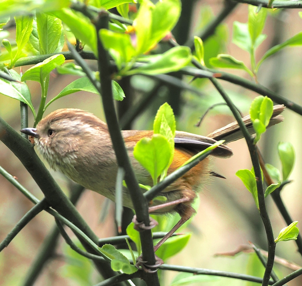Manipur Fulvetta