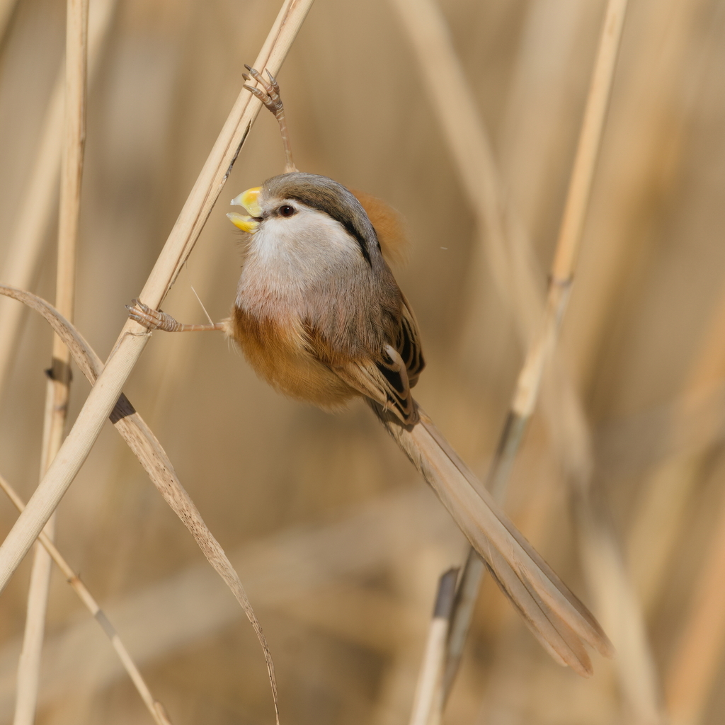 Reed Parrotbill