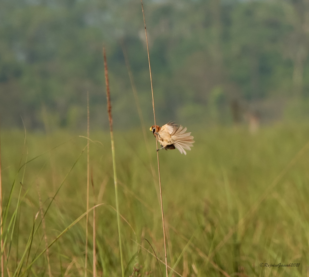 Black-breasted Parrotbill
