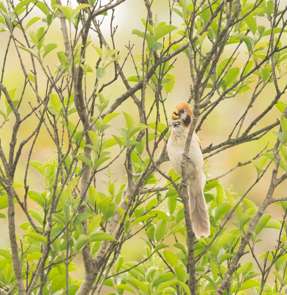 Spot-breasted Parrotbill