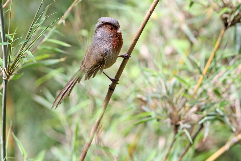 Przevalski’s Parrotbill