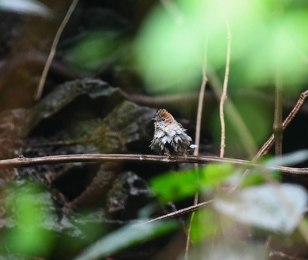 Striated Yuhina