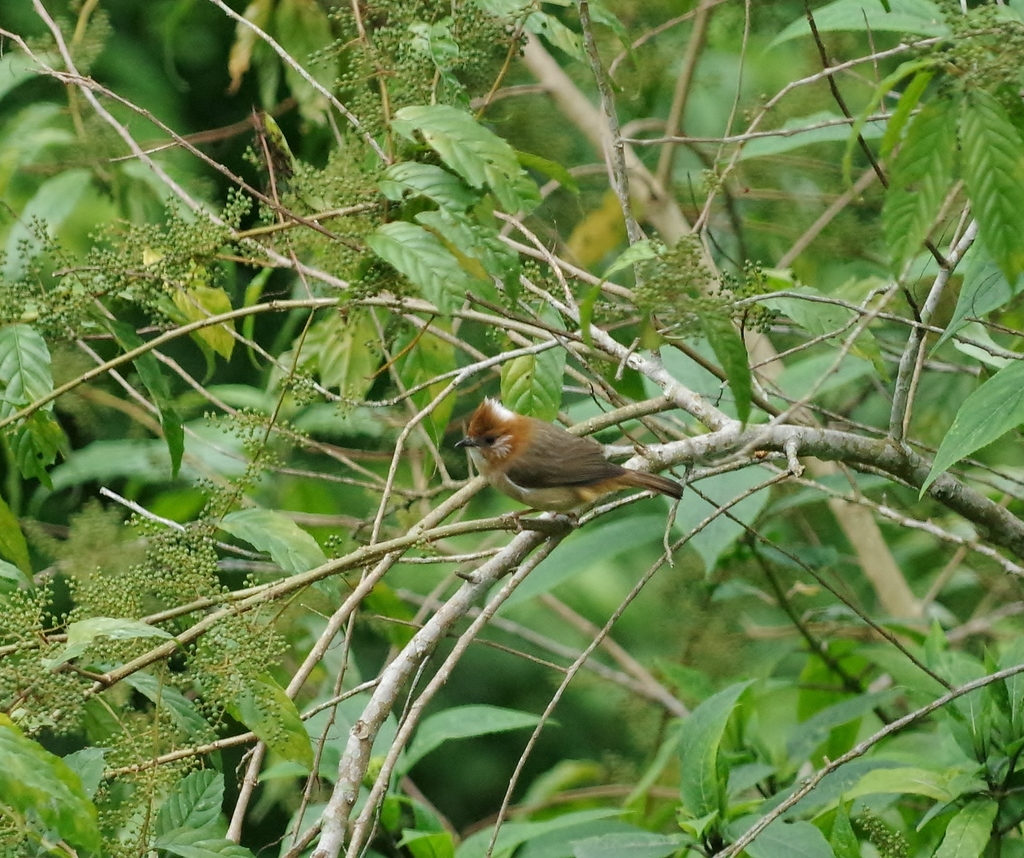 White-naped Yuhina