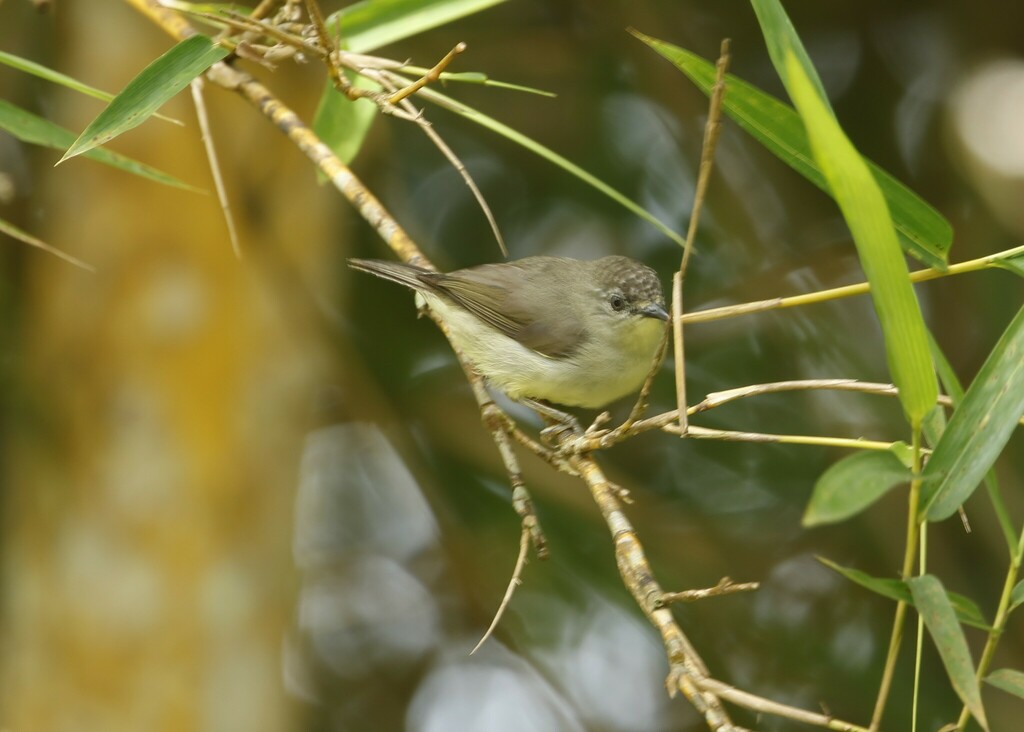 Pygmy Heleia