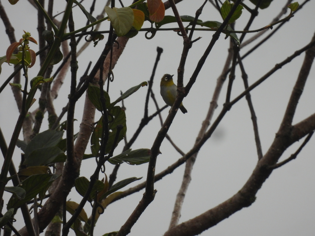 Black-capped White-eye