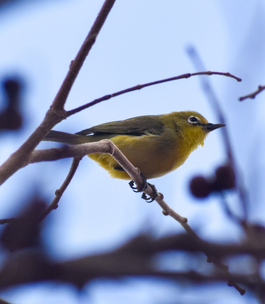 Pale White-eye