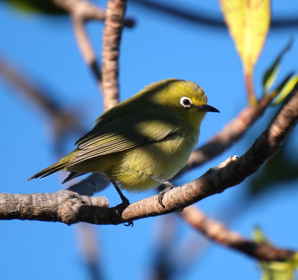 Canary White-eye