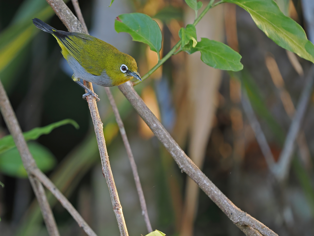 Hume’s White-eye
