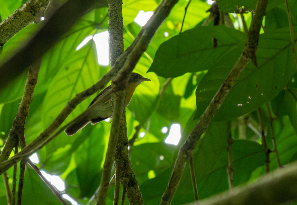 Grey-cheeked Tit-Babbler
